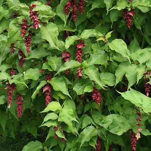 formosa leycesteria himalayan honeysuckle