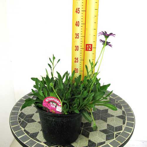 Osteospermum In The Pink (Launching at Chelsea Flower Show 2012) 2-3Ltr