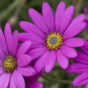 Osteospermum In The Pink (Launching at Chelsea Flower Show 2012) 2-3Ltr
