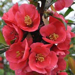 Chaenomeles Superba 'Pink Lady' (Flowering Quince)
