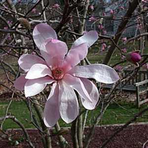 Magnolia Loebneri Leonard Messel