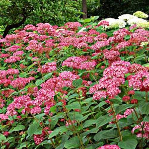 1749_500_114739_Hydrangea_Invincible_1_300,jpg.jpg