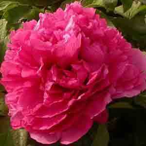 Peony (Paeonia) Suffruticosa Chinese Tree Peony Juan Ye Hong