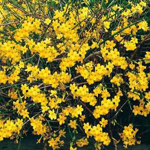 Jasmine Nudiflorum Jasminum (Winter Flowering)