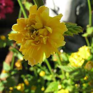 Kerria Japonica Pleniflora (Double Kerria) Batchelor's Buttonhole