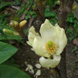 Magnolia Denudata  Yellow River