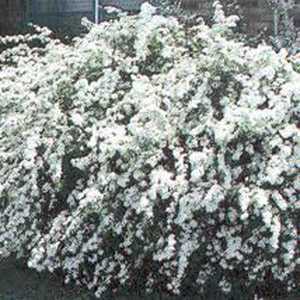 Spiraea Vanhouttei (Bridal Wreath)
