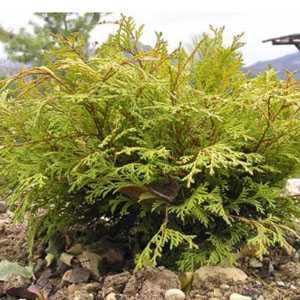 Chamaecyparis Obtusa Kamarachiba 30-40cm 7.5Ltr