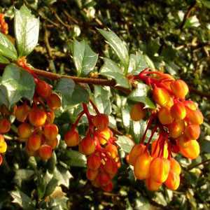 Berberis Darwinii Nana (Barberry Hedging)