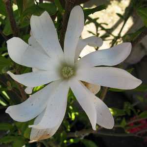 Magnolia Stellata 'Rosea'