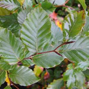 Green Beech Hedging Fagus Sylvatica