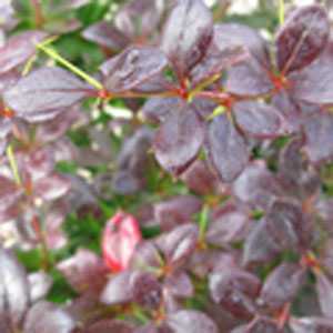 Berberis (Barberry) Media Red Jewel (Hedging)