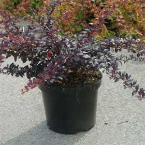 Berberis Thunbergii Dart's Red Lady (Barberry Hedging)