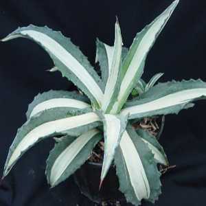 Agave Americana Medio-Picta (Century Plant) 15 Litre Pot