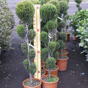 Cupressocyparis Leylandii 'Blue Jeans' (Cloud Tree) 10 Litre Pot
