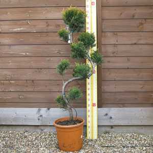 Cupressocyparis Leylandii (Cloud Tree) 10 Litre Pot