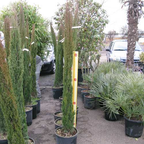 Cupressus sempervirens Pyramidalis Totem (Conifer) 160cm - 1.80cm Height 15Litre Pot