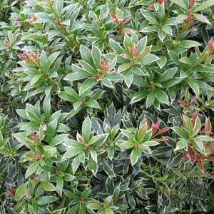 Pieris Japonica 'Little Heath' Lily of the Valley Shrub
