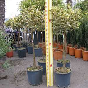 Ilex aquifolium Argentea Variegata (Silver Variegated English Holly) 1/4 Standard 10 Litre Pot