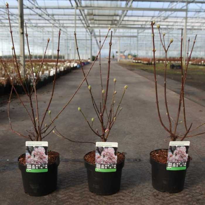 1890_500_111357_Viburnum_bodnantense_Charles_Lamont_1.JPG