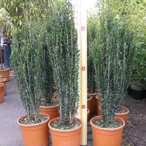 Ilex Crenata Fastigiata