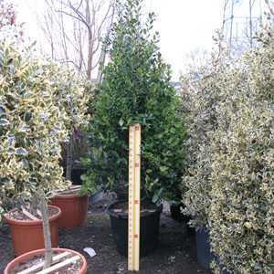 Ilex Nellie Stevens (Cone) 150-175cm Height 90 Litre Pot