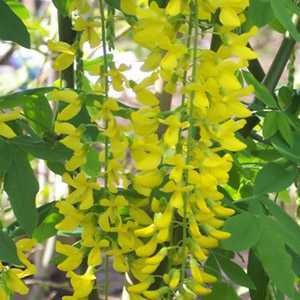 Laburnum Watereri Vossii