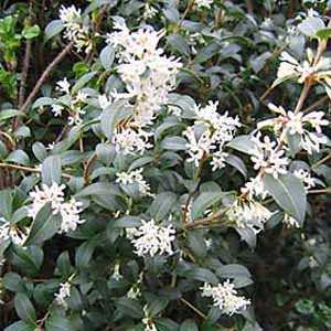 Osmanthus x burkwoodii (Burkwood)