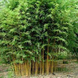 Phyllostachys Aurea (Fishpole Bamboo)