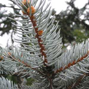 Picea Pungens Hoopsii (Colorado Blue Spruce) 125-150cm Height 46 Litre Pot