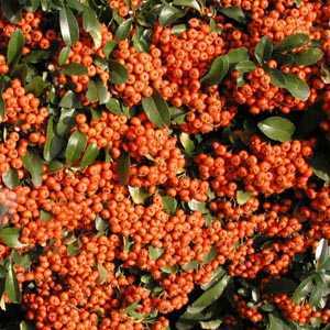 Pyracantha Saphyr Orange (Firethorn) Hedging Plant 3 Ltr