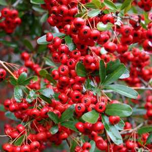 Pyracantha Red Column (Firethorn)