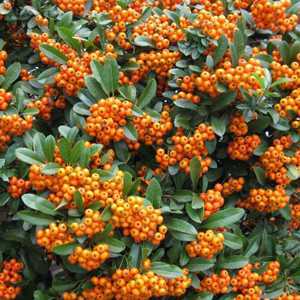 Pyracantha Orange Charmer (Firethorn) Hedging Plant