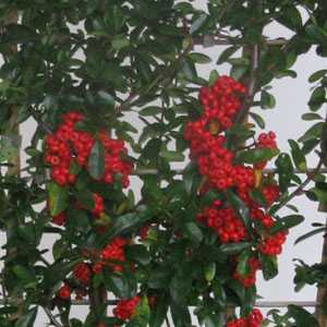 Pyracantha Saphyr Red (Firethorn) Hedging Plant 3 Ltr
