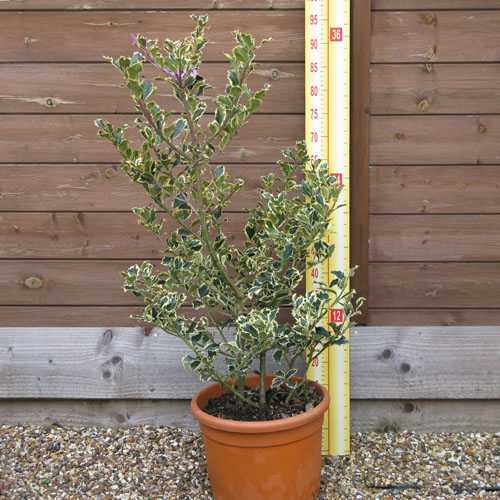 Ilex aquifolium Argentea Variegata (Silver Variegated English Holly) Bush 12 Litre Pot