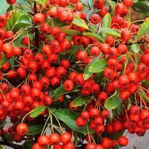 Pyracantha Darts Red Trellis Climber (Firethorn) Hedging Plant 20 Ltr