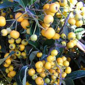 Pyracantha Saphyr Yellow Trellis Climber (Firethorn) Hedging Plant 20 Ltr