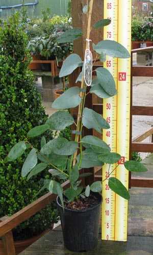 Eucalyptus Niphophila (Snow Gum) 3 Ltr 90cm cane