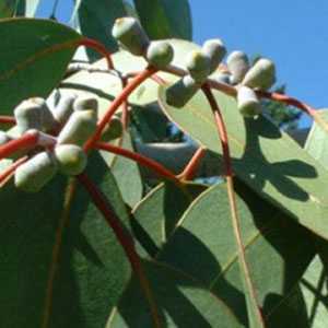 Eucalyptus Glaucescens (Tingiringi Gum) 3 Ltr 90cm cane