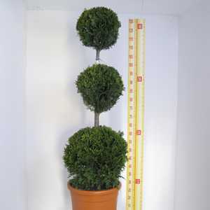 Cupressocyparis Leylandii Castlewellan Gold Triple Ball Topiary Conifer 90-100cm  15 Litre Pot