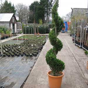 Cupressocyparis Leylandii Castlewellan Gold Spiral 150-160cm Height 25Ltr