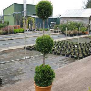 Cupressocyparis Leylandii Castlewellan Gold 3 Balls 130cm 25Litre Pot