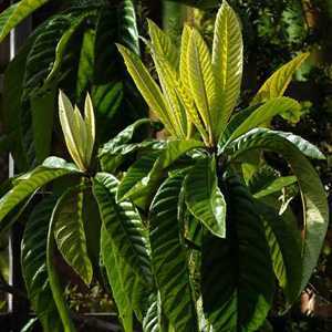 Eriobotrya Japonica (Loquat) Japanese Plum 30 Litre