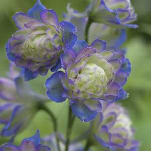 Delphinium Highlander Series Blueberry Pie (New for 2012  Limited Stock) 3Ltr