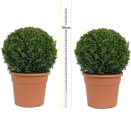 Buxus Sempervirens Ball/Topiary Ball) Set of 2 30cm 10Ltr Pot