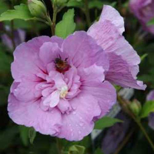 2009_500_103404_Hibiscus_Lavender_Chiffon_Flower_1_300.jpeg