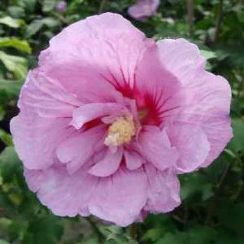 2009_500_103404_Hibiscus_Lavender_Chiffon_Flower_300.jpeg