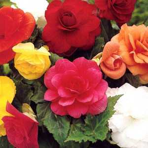 Begonia Double Mixed 12 Bulbs Per Pack