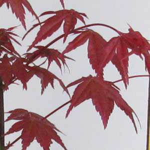 Acer Palmatum Deshojo