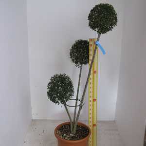 Ligustrum delavayanum (privet) 3 Ball Topiary Height 120-140cm 35Litre Pot